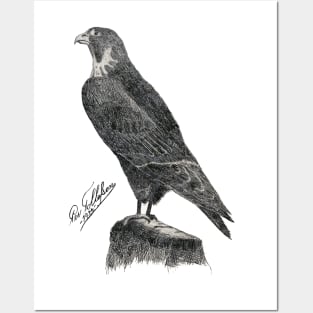 Peregrine Falcon Posters and Art